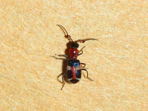 Réf. 225 873 : Intybia korshunovi